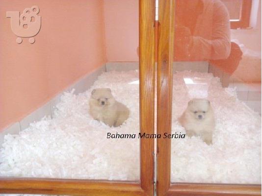 Pomeranian καθαροαιμα θεσσαλονικη 6988190151